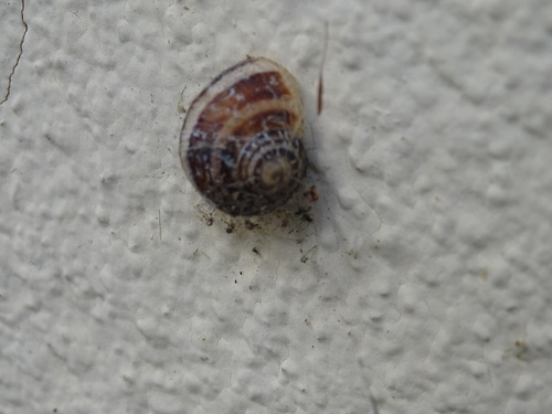 Cornu aspersum