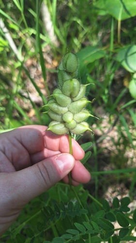 Chickpea Milkvetch