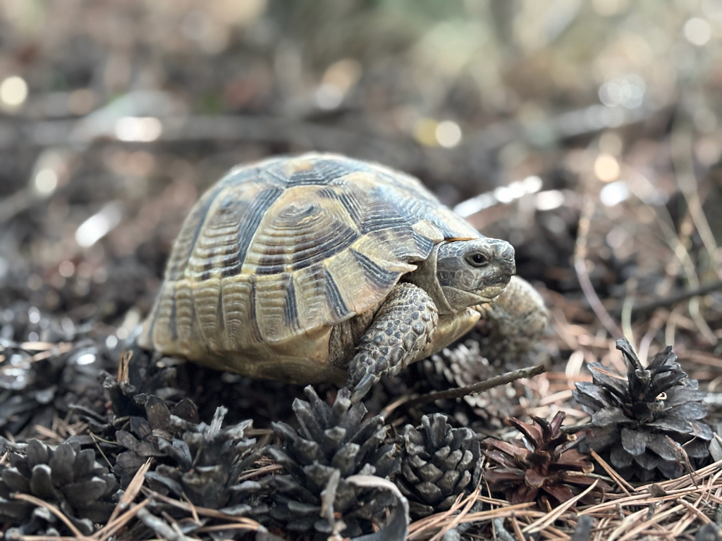 Asia Minor Tortoise in August 2025 by coa_ · iNaturalist