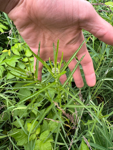 Siberian Yarrow