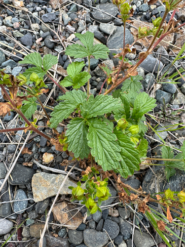 rough cinquefoil