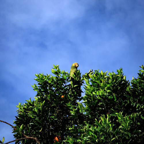 Yellow-faced Parrot
