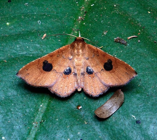 Oxidercia toxea