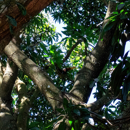 Crested Oropendola