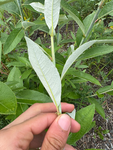 Alaska willow