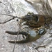 Virile Crayfish - Photo (c) Tom Preney, all rights reserved, uploaded by Tom Preney