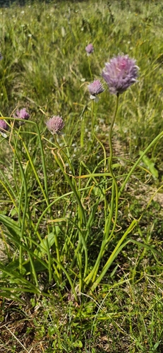 Chives