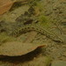 Chinese Spiny Loach - Photo (c) Tracy Chen, all rights reserved, uploaded by Tracy Chen