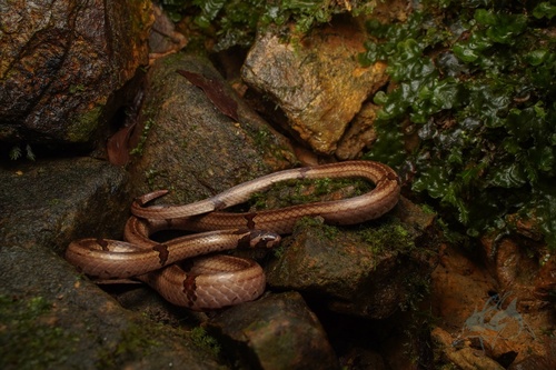 Lungshen Kukri Snake