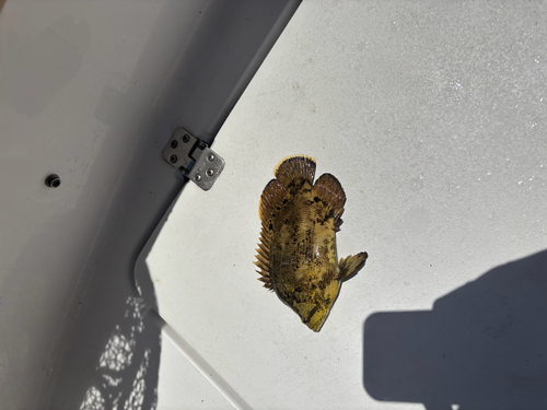 Lobotes surinamensis