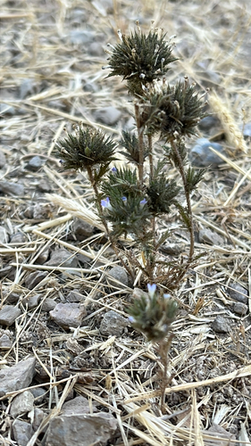 iNaturalist observation photo of Skunkweed