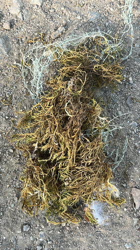iNaturalist observation photo of Mosses
