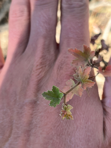 iNaturalist observation photo of currants and gooseberries