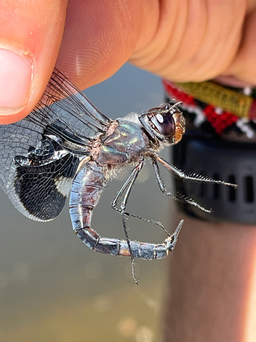 iNaturalist observation photo of Black Saddlebags