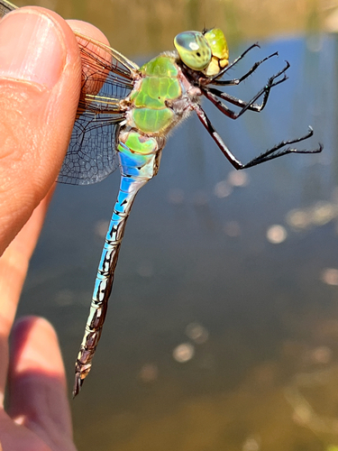 iNaturalist observation photo of Common Green Darner