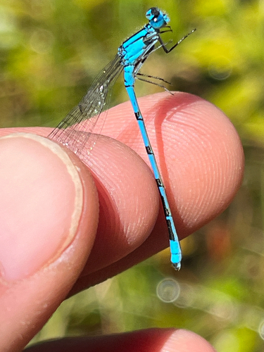 iNaturalist observation photo of Northern Bluet