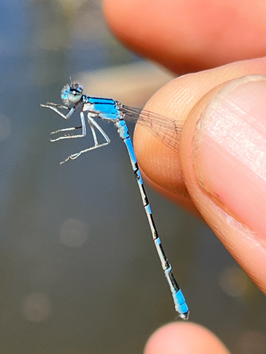 iNaturalist observation photo of Arroyo Bluet
