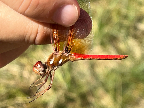 iNaturalist observation photo of Cardinal Meadowhawk