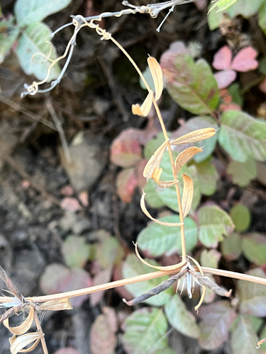 iNaturalist observation photo of Legumes