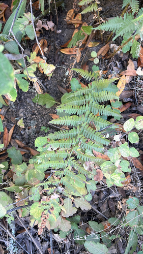 iNaturalist observation photo of coastal woodfern
