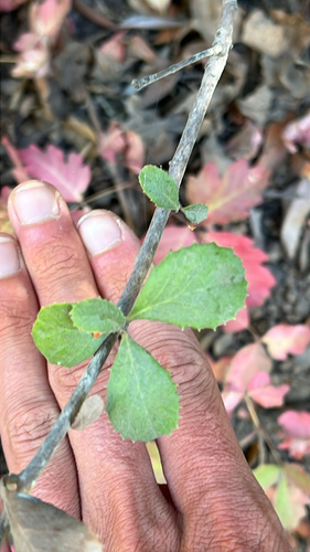 iNaturalist observation photo of Dicots