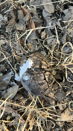 iNaturalist observation photo of California Gall Wasp