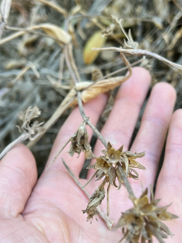 iNaturalist observation photo of Dicots