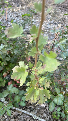 iNaturalist observation photo of currants and gooseberries