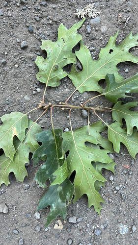 iNaturalist observation photo of California black oak