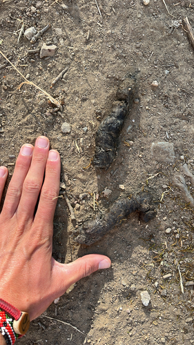 iNaturalist observation photo of Carnivorans