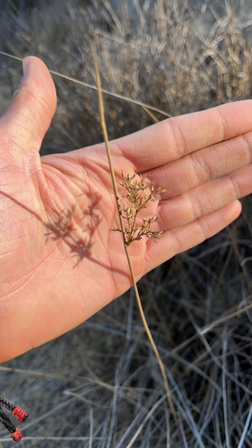 iNaturalist observation photo of Spreading Rush