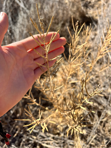 iNaturalist observation photo of American yellowrocket