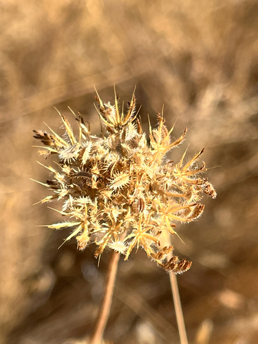 iNaturalist observation photo of American wild carrot