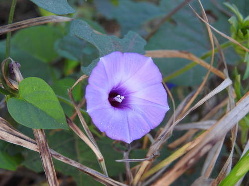 Ipomoea X leucantha