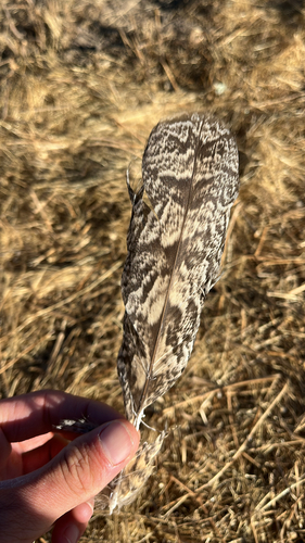 iNaturalist observation photo of Great Horned Owl