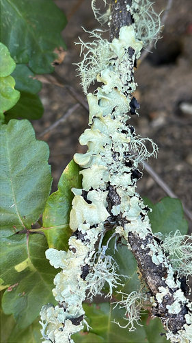 iNaturalist observation photo of Speckled Greenshield