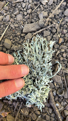 iNaturalist observation photo of shield lichens, rim lichens, and allies