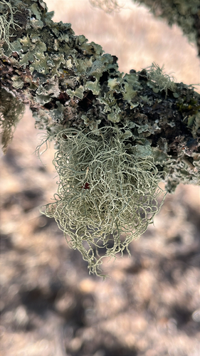 iNaturalist observation photo of beard lichens
