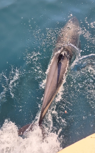 Atlantic White-sided Dolphin