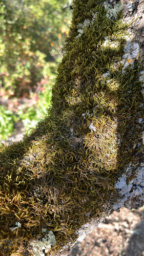 iNaturalist observation photo of Antitrichia