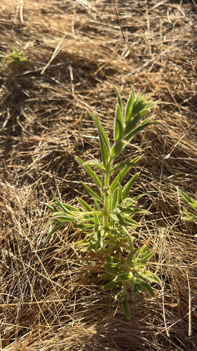 iNaturalist observation photo of Vinegar Weed