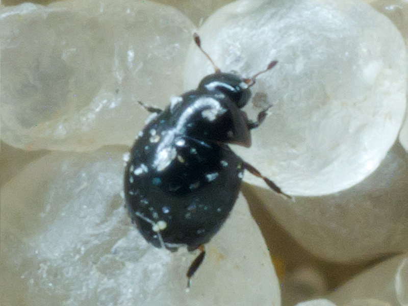 Sphaerius from C553+QC Horbovychi, Kyiv Oblast, Ukraine on July 24 ...