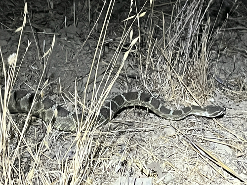 iNaturalist observation photo of Northern Pacific Rattlesnake