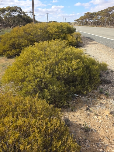 hard-leaf wattle