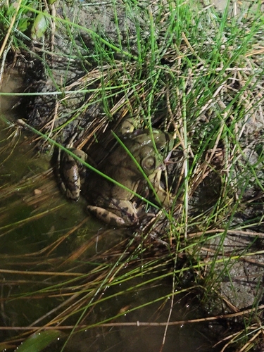 iNaturalist observation photo of American Bullfrog