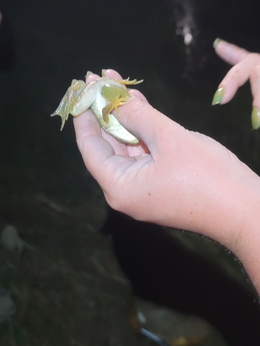 iNaturalist observation photo of American Bullfrog