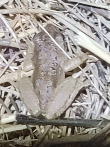 iNaturalist observation photo of Pacific chorus frog