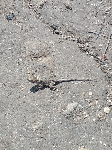 Tropical Spiny Agama