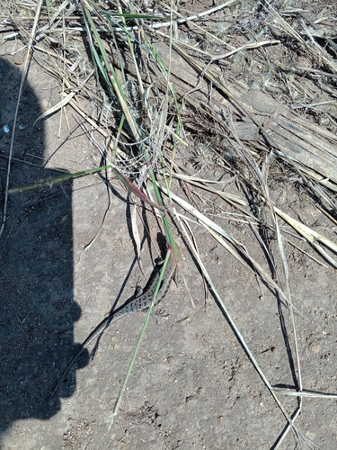 Variable Skink