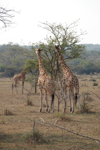 Rothschild's Giraffe